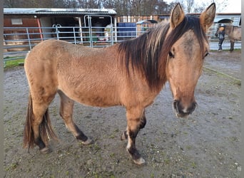 Mustang (amerikaans), Hengst, 2 Jaar, 158 cm, Lichtbruin