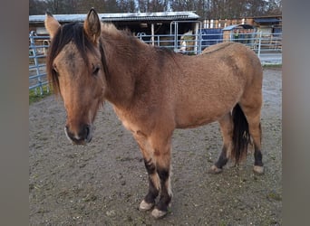 Mustang (amerikaans), Hengst, 2 Jaar, 158 cm, Lichtbruin