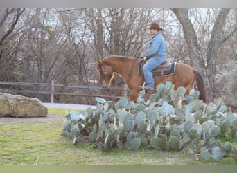 Mustang (amerikaans), Hengst, 6 Jaar, 142 cm, Falbe