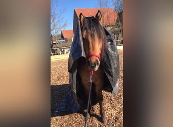 Mustang (amerikaans), Hengst, 7 Jaar, 149 cm, Buckskin