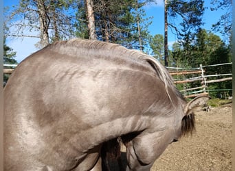 Mustang (amerikaans), Hengst, 9 Jaar, 153 cm, Grullo