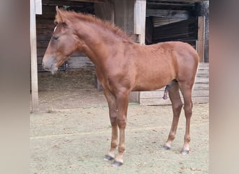 Mustang (amerikaans), Hengst, Veulen (05/2025), 152 cm, Donkere-vos