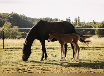 Mustang (amerikaans), Hengst, , 152 cm, Donkere-vos