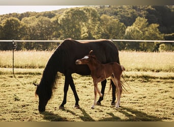 Mustang (amerikaans), Hengst, , 152 cm, Donkere-vos