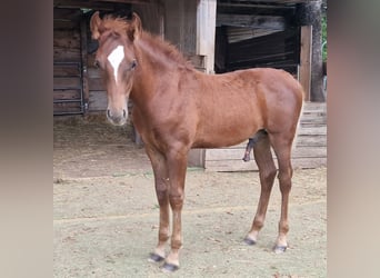 Mustang (amerikaans), Hengst, Veulen (05/2025), 152 cm, Donkere-vos