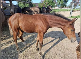Mustang (amerikaans), Hengst, Veulen (05/2025), 152 cm