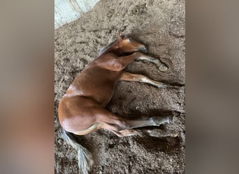 Mustang (amerikaans), Hengst, Veulen (05/2025), 152 cm