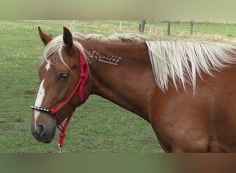 Mustang (amerikaans), Merrie, 12 Jaar, 155 cm, Palomino