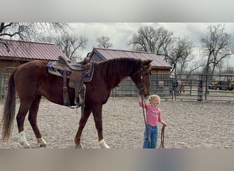 Mustang (amerikaans), Merrie, 15 Jaar, 150 cm, Roodvos
