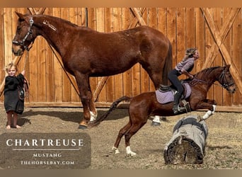 Mustang (amerikaans), Merrie, 15 Jaar, 152 cm, Roodvos