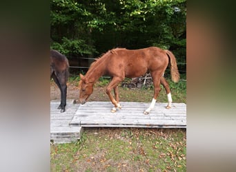Mustang (amerikaans) Mix, Merrie, 1 Jaar, 153 cm, Vos