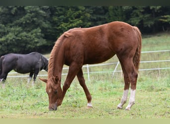 Mustang (amerikaans) Mix, Merrie, 1 Jaar, 153 cm, Vos
