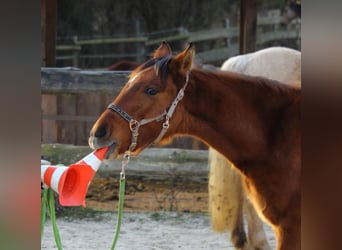 Mustang (amerikaans), Merrie, 1 Jaar, 155 cm, Falbe