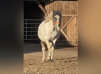 Mustang (amerikaans), Merrie, 3 Jaar, 140 cm, Gevlekt-paard
