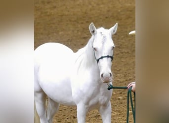 Mustang (amerikaans), Merrie, 3 Jaar, 140 cm, Schimmel