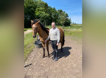 Mustang (amerikaans), Merrie, 3 Jaar, 147 cm, Falbe