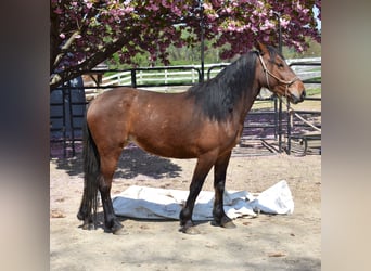 Mustang (amerikaans), Merrie, 4 Jaar, 142 cm, Bruin