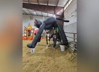 Mustang (amerikaans), Merrie, 4 Jaar, 143 cm, Gevlekt-paard