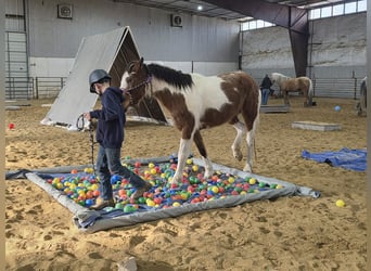 Mustang (amerikaans), Merrie, 4 Jaar, 143 cm, Gevlekt-paard