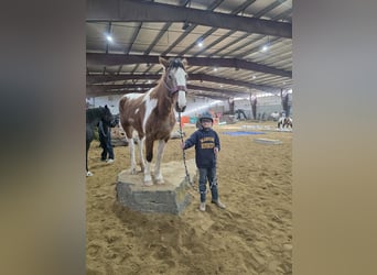 Mustang (amerikaans), Merrie, 4 Jaar, 143 cm, Gevlekt-paard