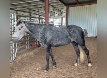 Mustang (amerikaans), Merrie, 5 Jaar, 136 cm, Zwartschimmel