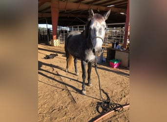 Mustang (amerikaans), Merrie, 5 Jaar, 136 cm, Zwartschimmel