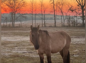 Mustang (amerikaans), Merrie, 5 Jaar, 140 cm, Grullo