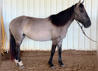 Mustang (amerikaans), Merrie, 5 Jaar, 140 cm, Grullo