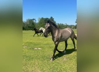 Mustang (amerikaans), Merrie, 5 Jaar, 140 cm, Grullo