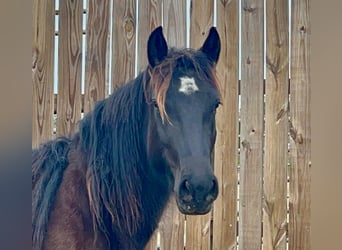 Mustang (amerikaans), Merrie, 5 Jaar, 148 cm, Zwart