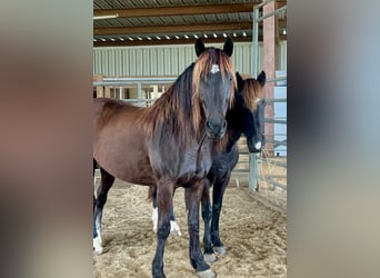 Mustang (amerikaans), Merrie, 5 Jaar, 148 cm, Zwart