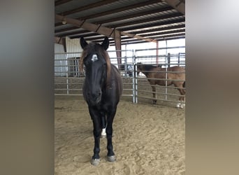 Mustang (amerikaans), Merrie, 5 Jaar, 148 cm, Zwart