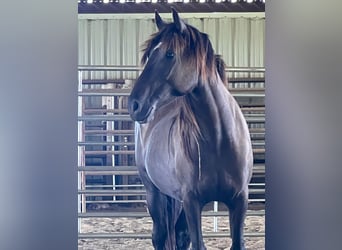 Mustang (amerikaans), Merrie, 5 Jaar, 148 cm, Zwart
