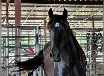Mustang (amerikaans), Merrie, 5 Jaar, 148 cm, Zwart