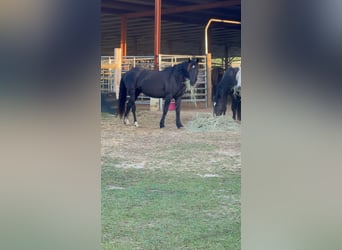 Mustang (amerikaans), Merrie, 5 Jaar, 148 cm, Zwart