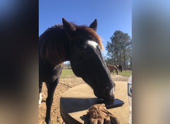 Mustang (amerikaans), Merrie, 5 Jaar, 148 cm, Zwart
