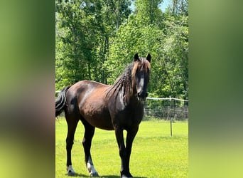 Mustang (amerikaans), Merrie, 5 Jaar, 148 cm, Zwart