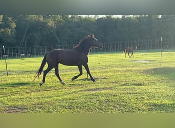 Mustang (amerikaans), Merrie, 5 Jaar, 148 cm, Zwart