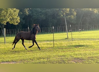 Mustang (amerikaans), Merrie, 5 Jaar, 148 cm, Zwart