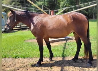 Mustang (amerikaans), Merrie, 6 Jaar, 142 cm, Donkerbruin