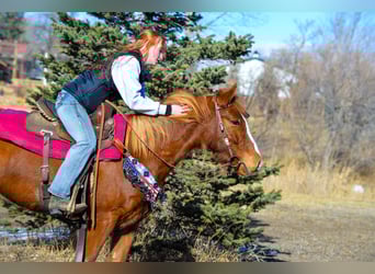 Mustang (amerikaans), Merrie, 6 Jaar, 145 cm, Roodvos