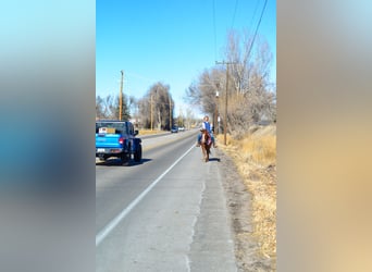 Mustang (amerikaans), Merrie, 6 Jaar, 145 cm, Roodvos