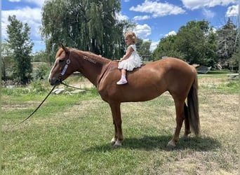 Mustang (amerikaans), Merrie, 6 Jaar, 145 cm, Roodvos