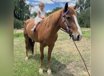 Mustang (amerikaans), Merrie, 6 Jaar, 145 cm, Roodvos