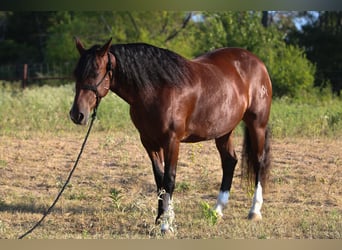 Mustang (amerikaans), Merrie, 6 Jaar, Roodbruin