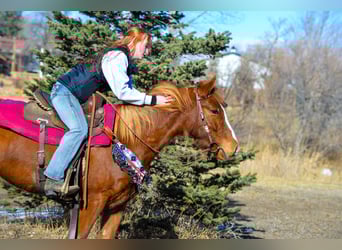 Mustang (amerikaans), Merrie, 7 Jaar, 142 cm, Roodvos