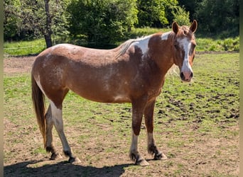 Mustang (amerikaans), Merrie, 8 Jaar, Gevlekt-paard