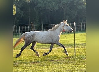 Mustang (amerikaans), Merrie, 9 Jaar, 146 cm, Appelschimmel