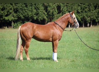 Mustang (amerikaans), Ruin, 10 Jaar, 146 cm, Vos