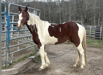 Mustang (amerikaans), Ruin, 10 Jaar, 148 cm, Gevlekt-paard